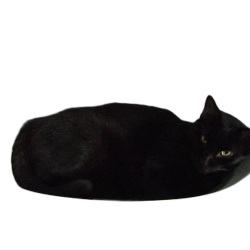 hat, shoes, animal, crown transparent PNG cut-out