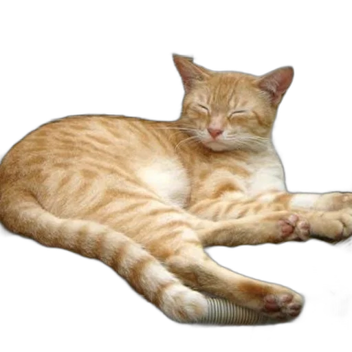 animal, staff, creature, furniture transparent PNG cut-out