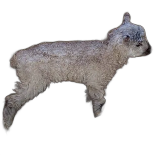 animal, creature, staff, hair transparent PNG cut-out