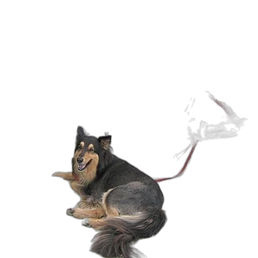 staff, animal, dragon, creature transparent PNG cut-out