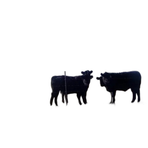 animal, food, 3d render, concept art transparent PNG cut-out