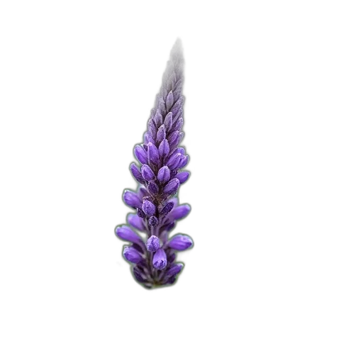 flower, jewelry, crown, hair transparent PNG cut-out