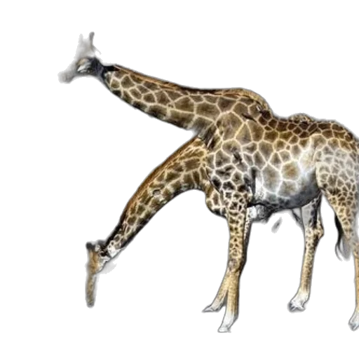 animal, creature, staff, concept art transparent PNG cut-out