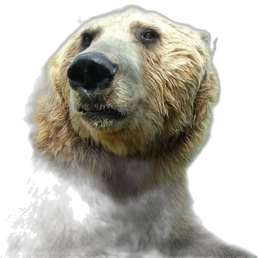 animal, creature, face, staff transparent PNG cut-out