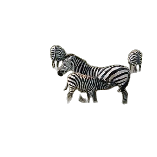 furniture, animal, jewelry, creature transparent PNG cut-out