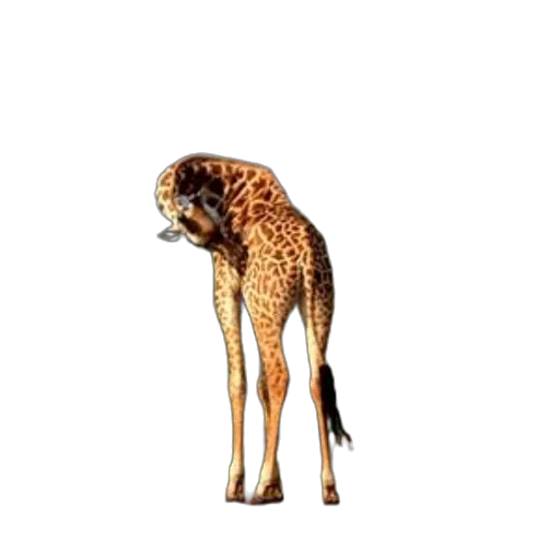 animal, creature, staff, face transparent PNG cut-out