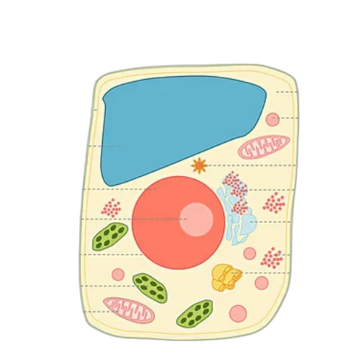 food, dress, jewelry, concept art transparent PNG cut-out