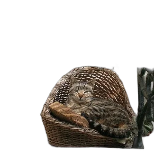 hat, furniture, crown, animal transparent PNG cut-out