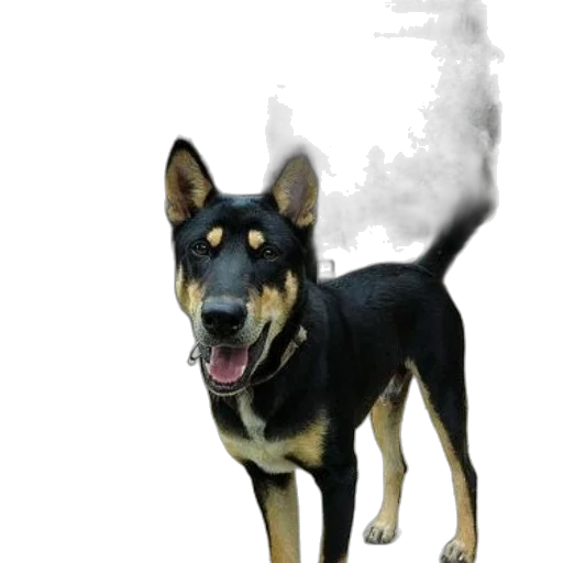 animal, staff, creature, photorealistic transparent PNG cut-out