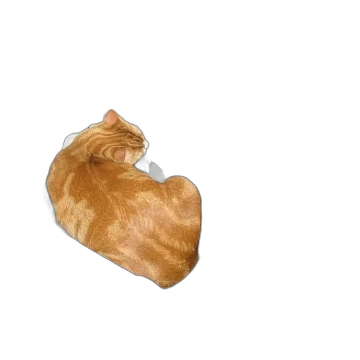 animal, food, hair, creature transparent PNG cut-out