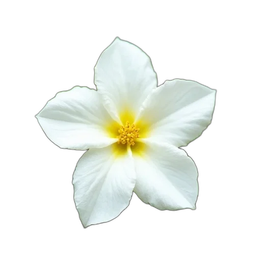 flower, crown, jewelry, staff transparent PNG cut-out