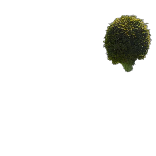 tree, hair, crown, mask transparent PNG cut-out