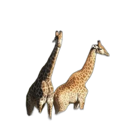 animal, jewelry, creature, staff transparent PNG cut-out