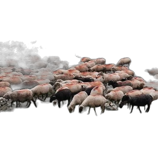 animal, concept art, 3d render, fog transparent PNG cut-out