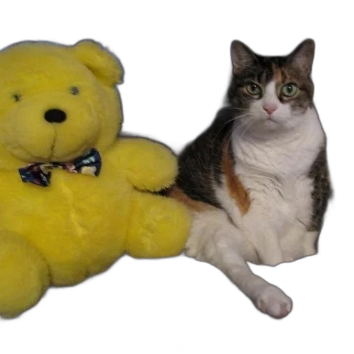 animal, staff, creature, cat transparent PNG cut-out