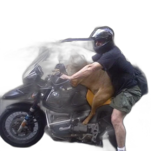 animal, creature, jacket, car transparent PNG cut-out
