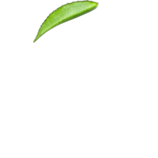 staff, tree, food, flower transparent PNG cut-out