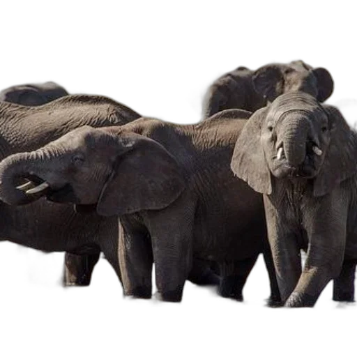 animal, photorealistic, concept art, 3d render transparent PNG cut-out