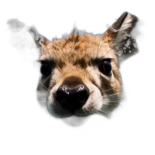 animal, mask, face, creature transparent PNG cut-out