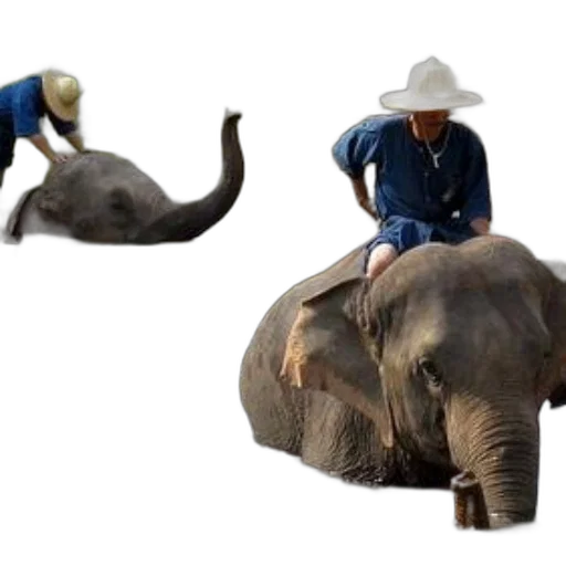 animal, hat, creature, concept art transparent PNG cut-out