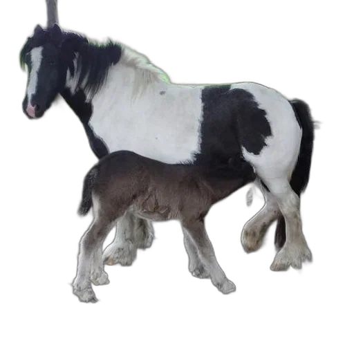 animal, creature, dragon, staff transparent PNG cut-out
