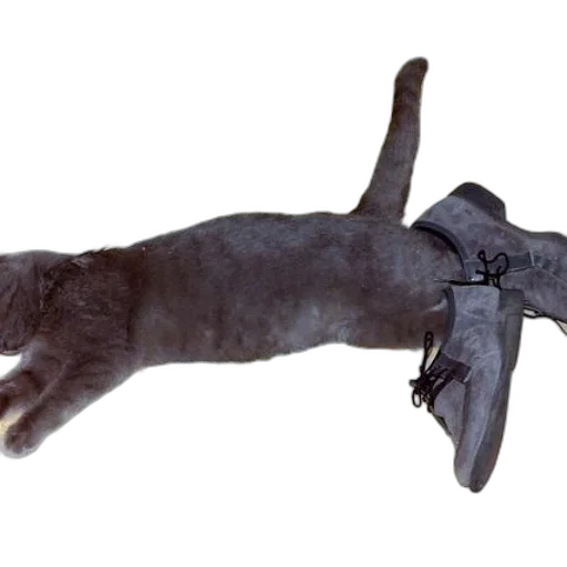 staff, animal, weapon, umbrella transparent PNG cut-out