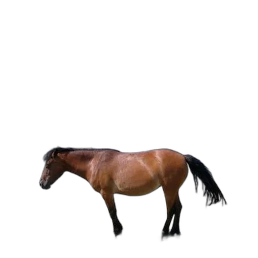 animal, creature, hair, hat transparent PNG cut-out