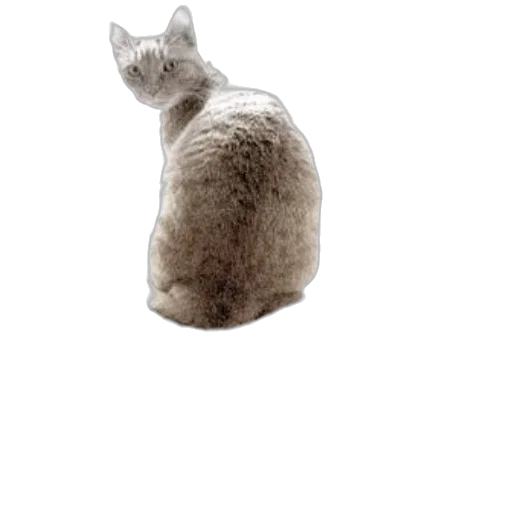 animal, creature, hat, robot transparent PNG cut-out