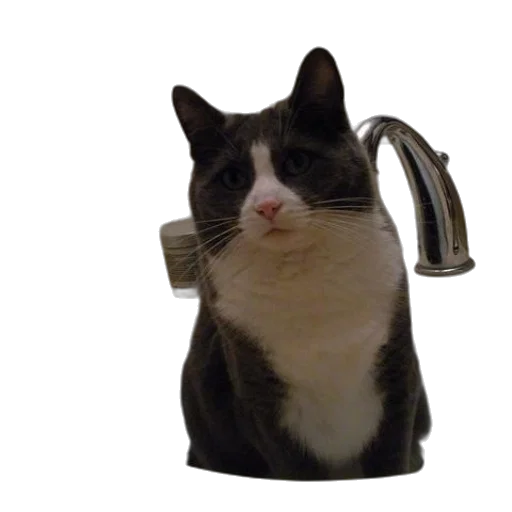 animal, staff, robot, creature transparent PNG cut-out