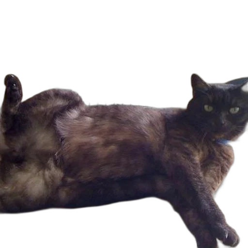 animal, creature, staff, furniture transparent PNG cut-out