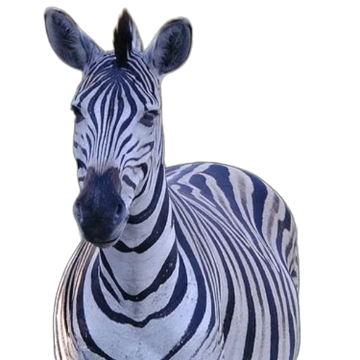 animal, creature, jewelry, photorealistic transparent PNG cut-out