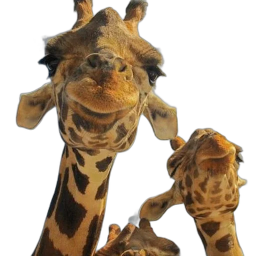 animal, creature, staff, face transparent PNG cut-out