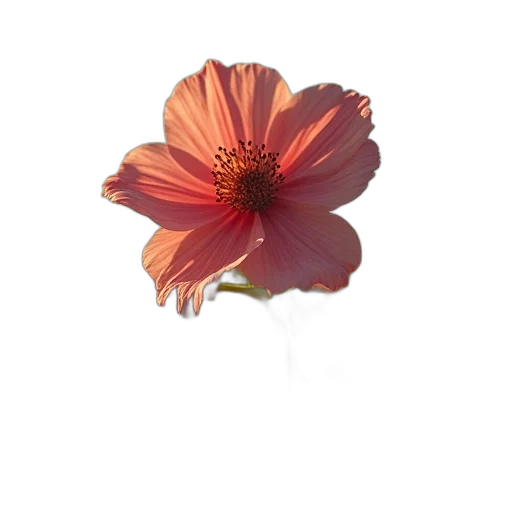 flower, crown, hat, jewelry transparent PNG cut-out
