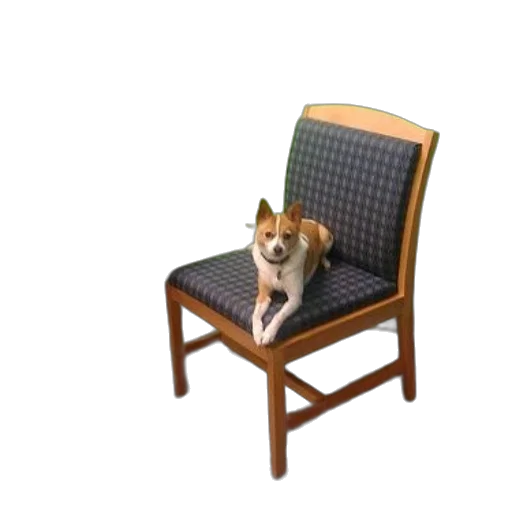furniture, animal, staff, creature transparent PNG cut-out