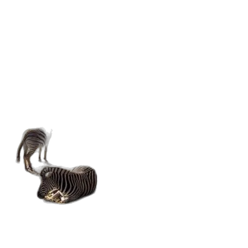 animal, shoes, hair, creature transparent PNG cut-out