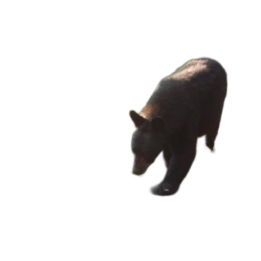 animal, creature, dragon, mask transparent PNG cut-out