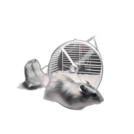 animal, hair, creature, hat transparent PNG cut-out