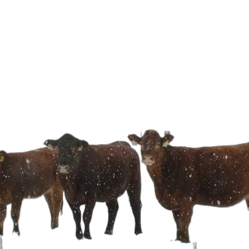 animal, snow, three, brown transparent PNG cut-out