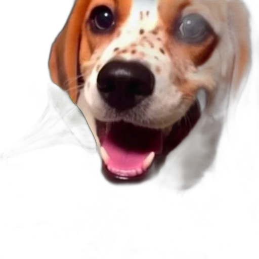 animal, face, creature, staff transparent PNG cut-out