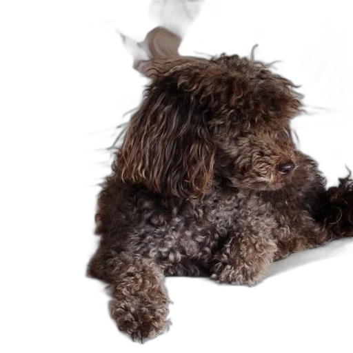animal, creature, staff, hair transparent PNG cut-out