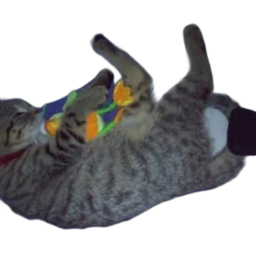 staff, animal, creature, shoes transparent PNG cut-out