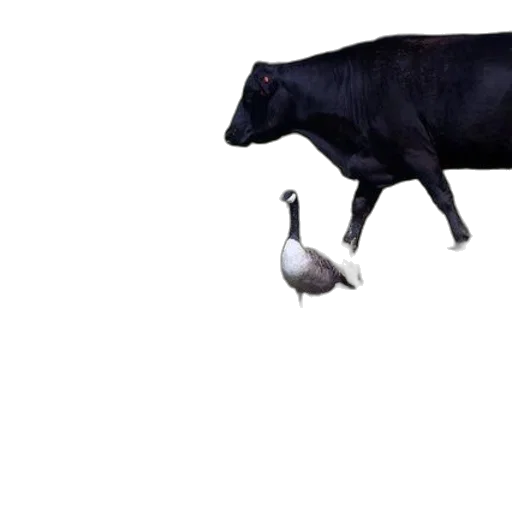 animal, food, umbrella, creature transparent PNG cut-out