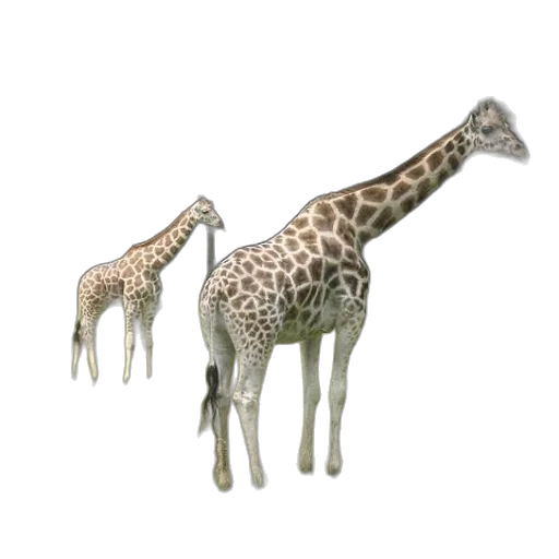 animal, creature, jewelry, staff transparent PNG cut-out
