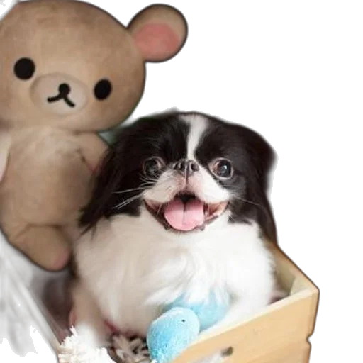 black, white, dog, sits transparent PNG cut-out