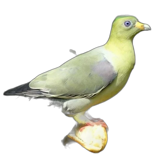 animal, staff, food, jewelry transparent PNG cut-out