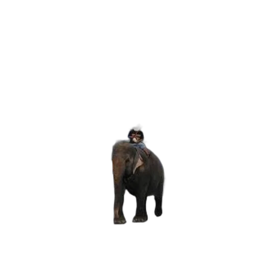 animal, creature, hat, staff transparent PNG cut-out