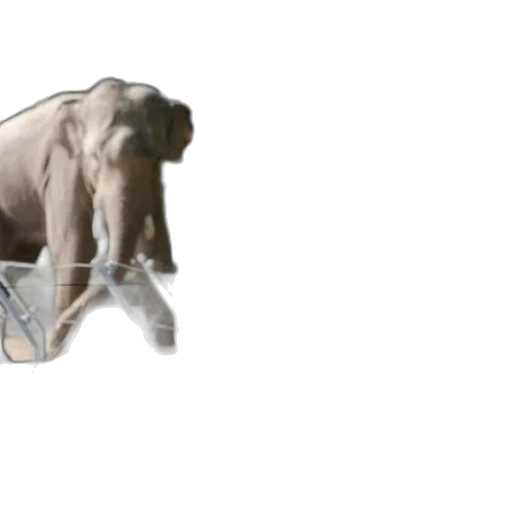 animal, furniture, creature, food transparent PNG cut-out