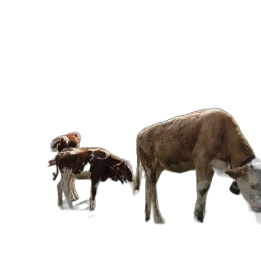 animal, creature, food, weapon transparent PNG cut-out