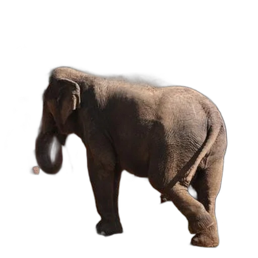 animal, creature, staff, weapon transparent PNG cut-out