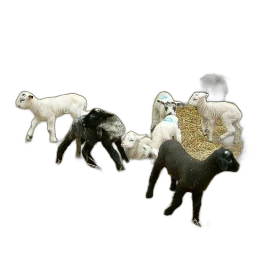 animal, jewelry, creature, furniture transparent PNG cut-out